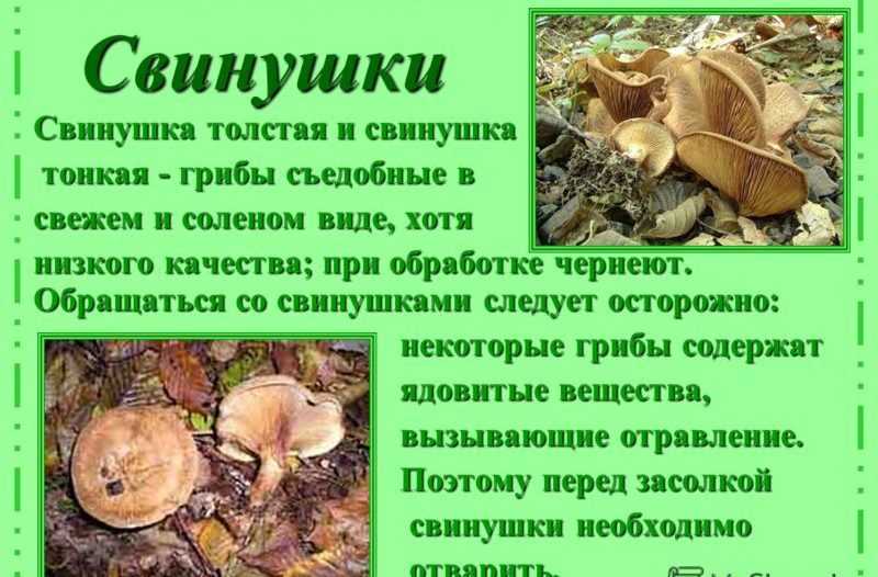 Сколько варить свинухи - самая верная методика приготовления свинушек до готовности
