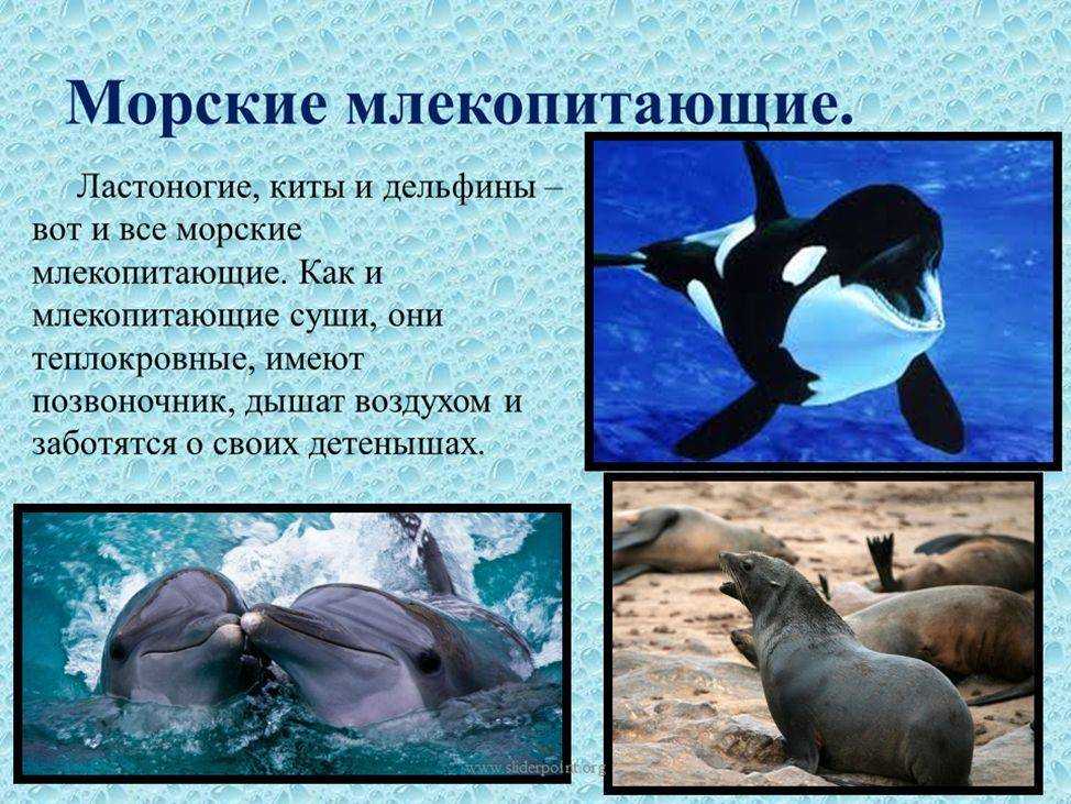 Морские млекопитающие: самые известные виды