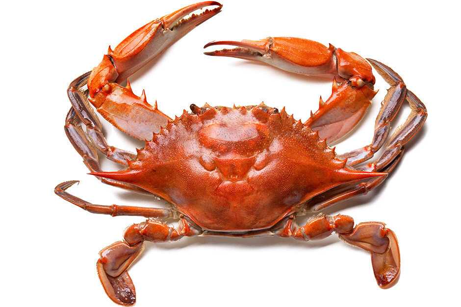 Деликатесы чёрного моря - как словить и приготовить морепродукты • отдых, путешествия и туризм