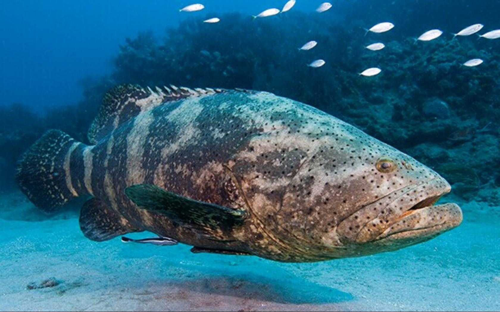 Коста-рика » групер голиаф (grouper, goliath, epinephelus itajara)