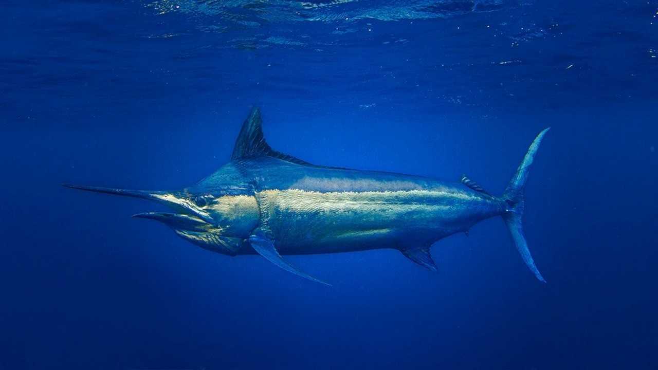 Топ-10 самых кровожадных 🌴 хищников морей и океанов 🌊