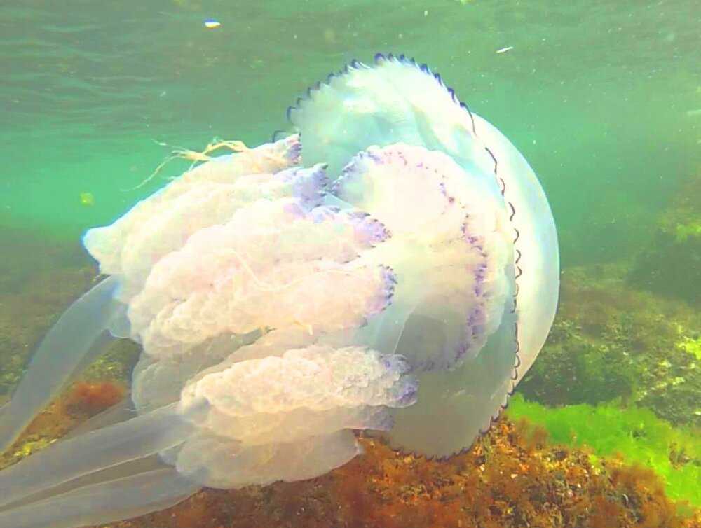 Рыбы черного моря - обзор промысловых и редких рыб. 145 фото и видео описание основных видов