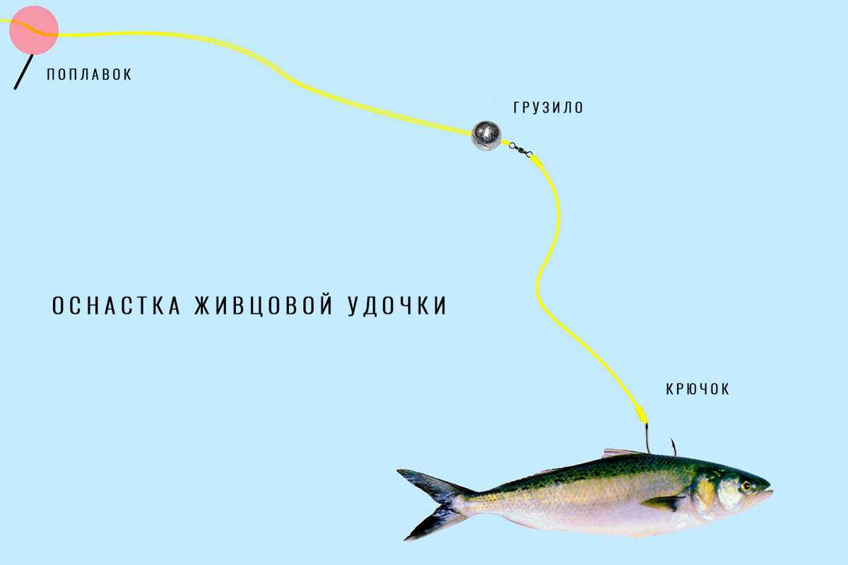 Живец для щуки: какого выбрать? - спортивное рыболовство
