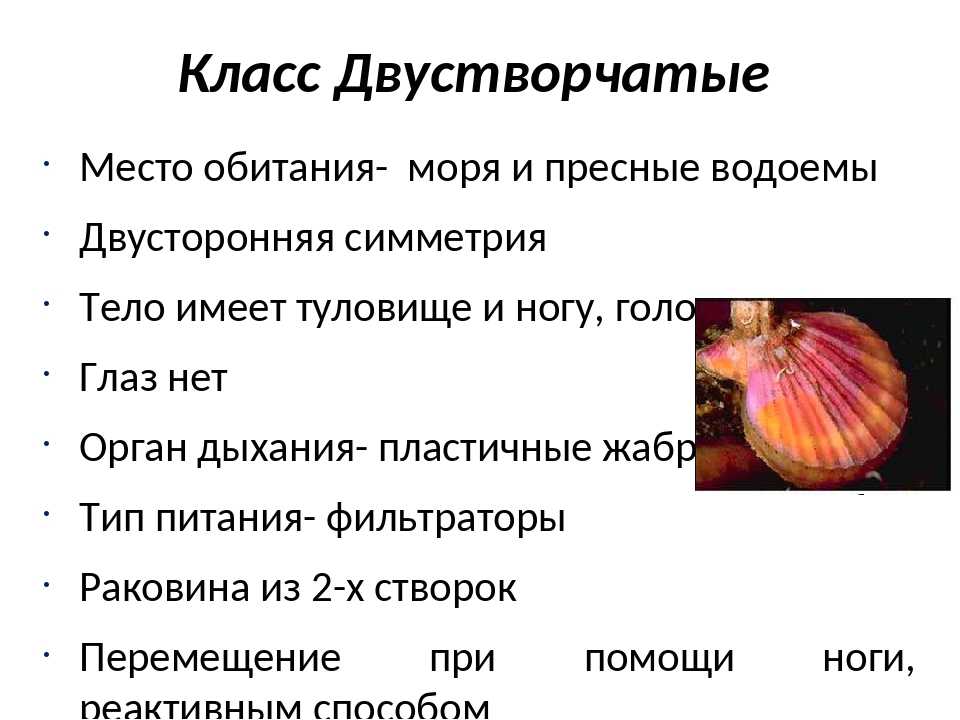 Виды моллюсков с фото Применение моллюсков Подробное описание видов