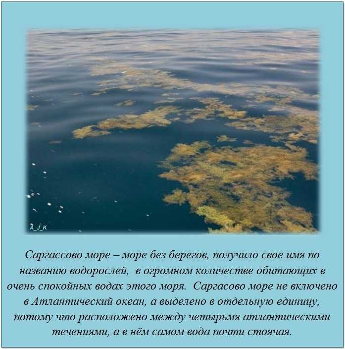 Саргассово море