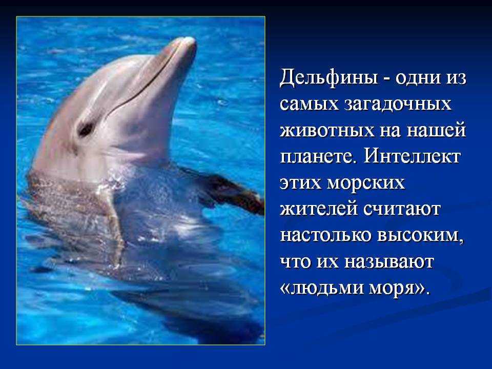 Касатка кит. описание, особенности, виды, образ жизни и среда обитания касатки | живность.ру