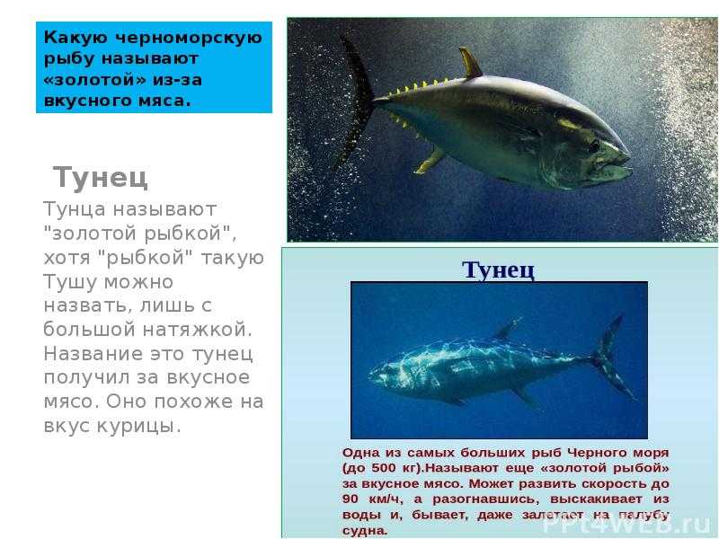 Что за рыба тунец? полезные блюда из тунца