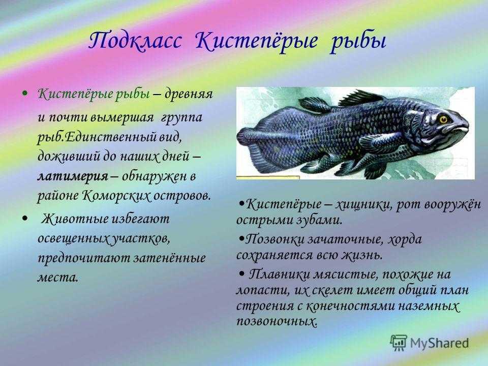 Внешний вид и особенности строения латимерии, хрящевая она или костная Привычная среда обитания особи Ее стиль питания и естественные враги