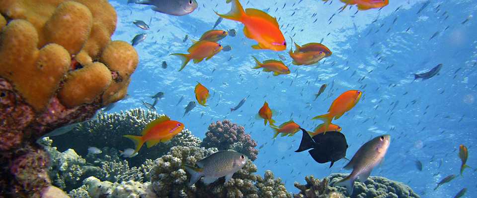 🐠самые опасные рыбы красного моря: топ 10 с названиями, описанием и фото