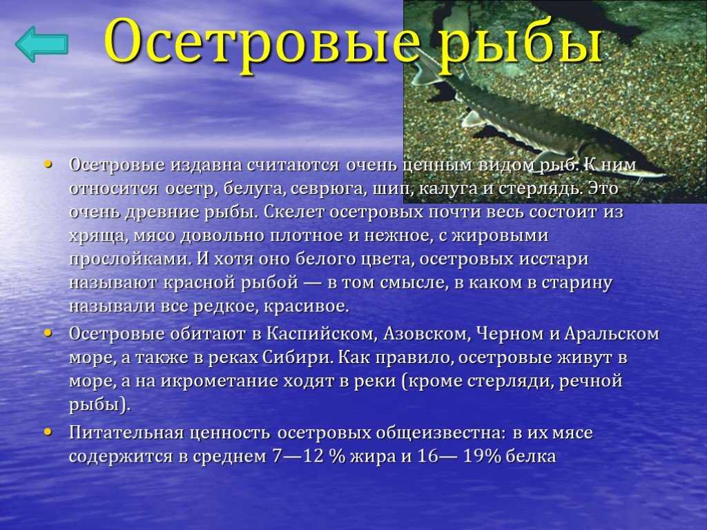 Можно ли есть хрящи осетра? - quepaw