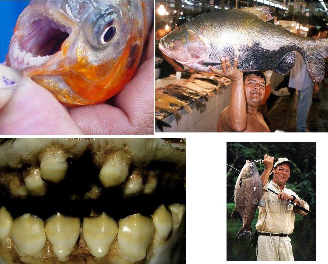 Черный паку (colossoma macropomum)
