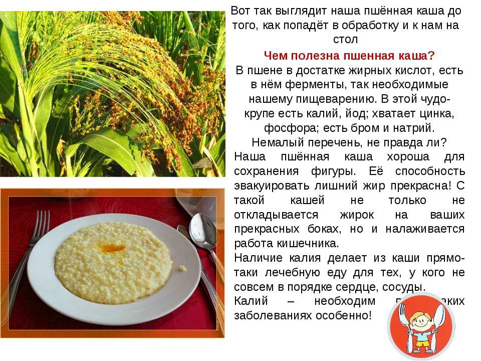 Как сварить пшенную кашу на молоке – в чем ее польза, правила приготовления, происхождение + разные виды