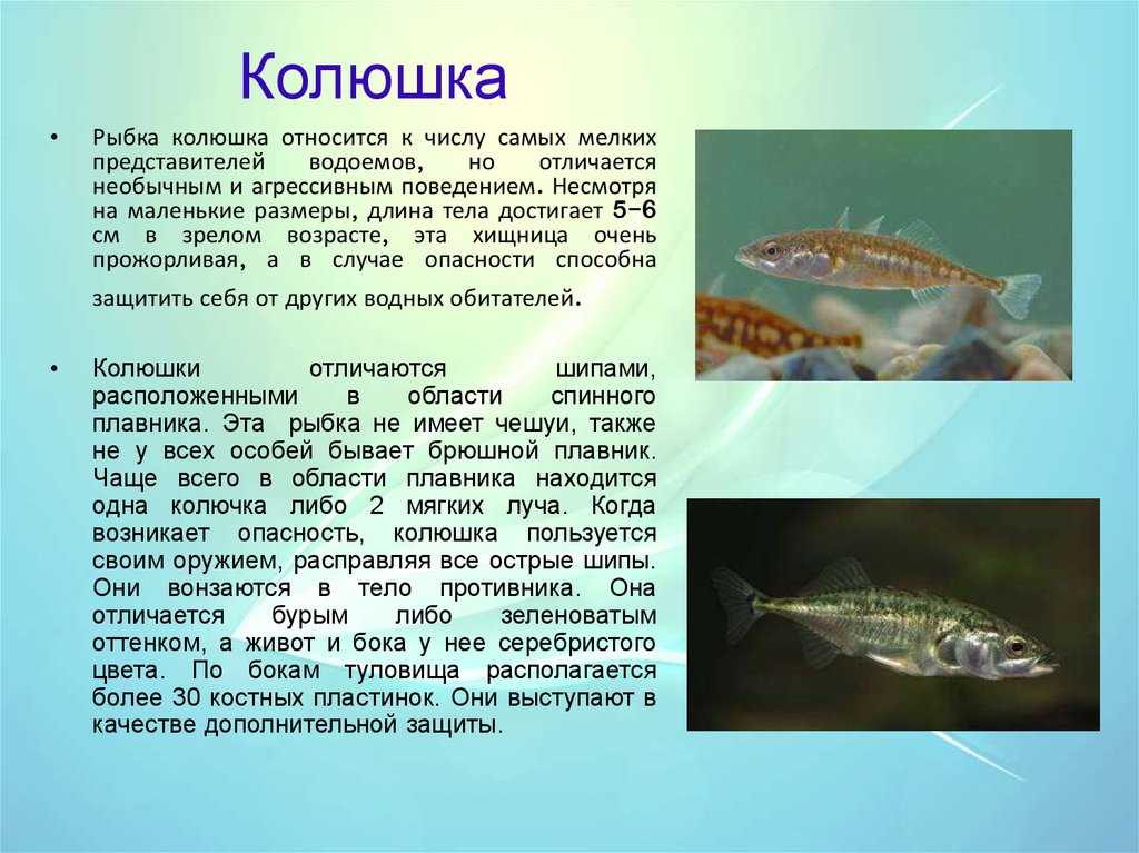 Рыба корюшка