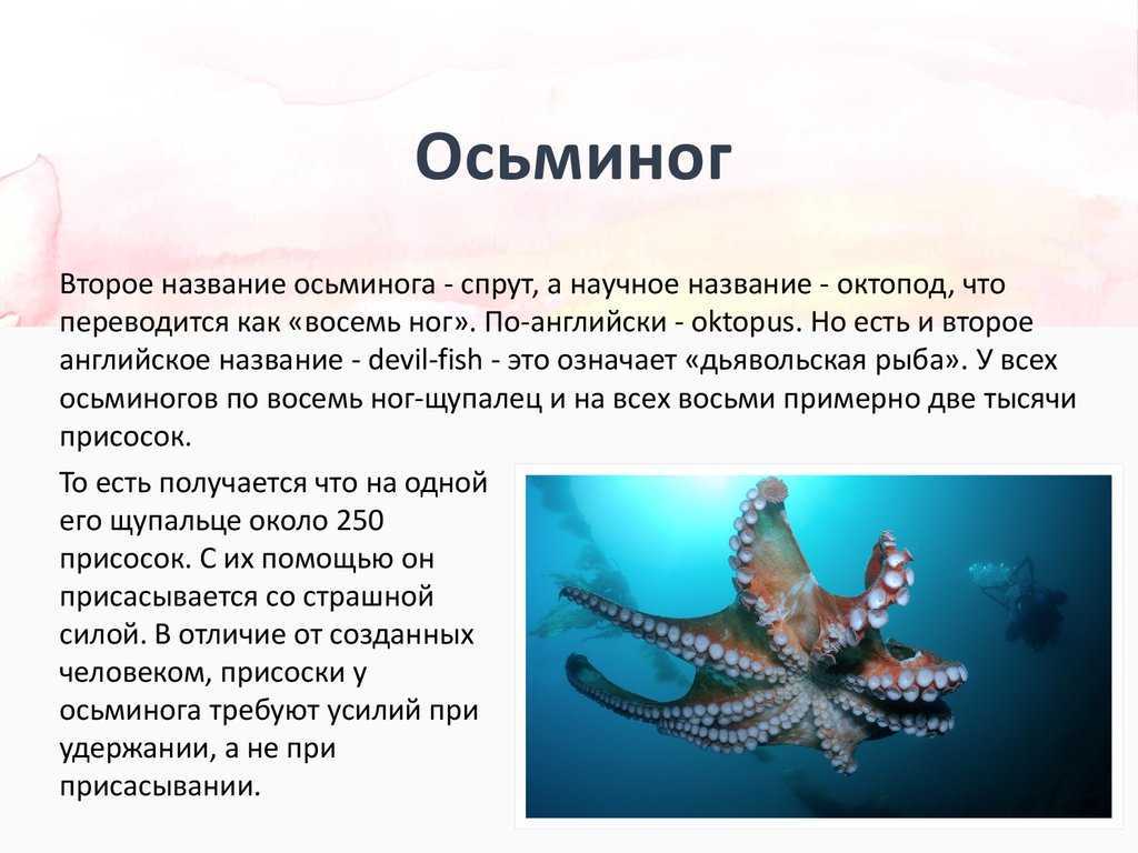 Осьминог свойства и противопоказания
