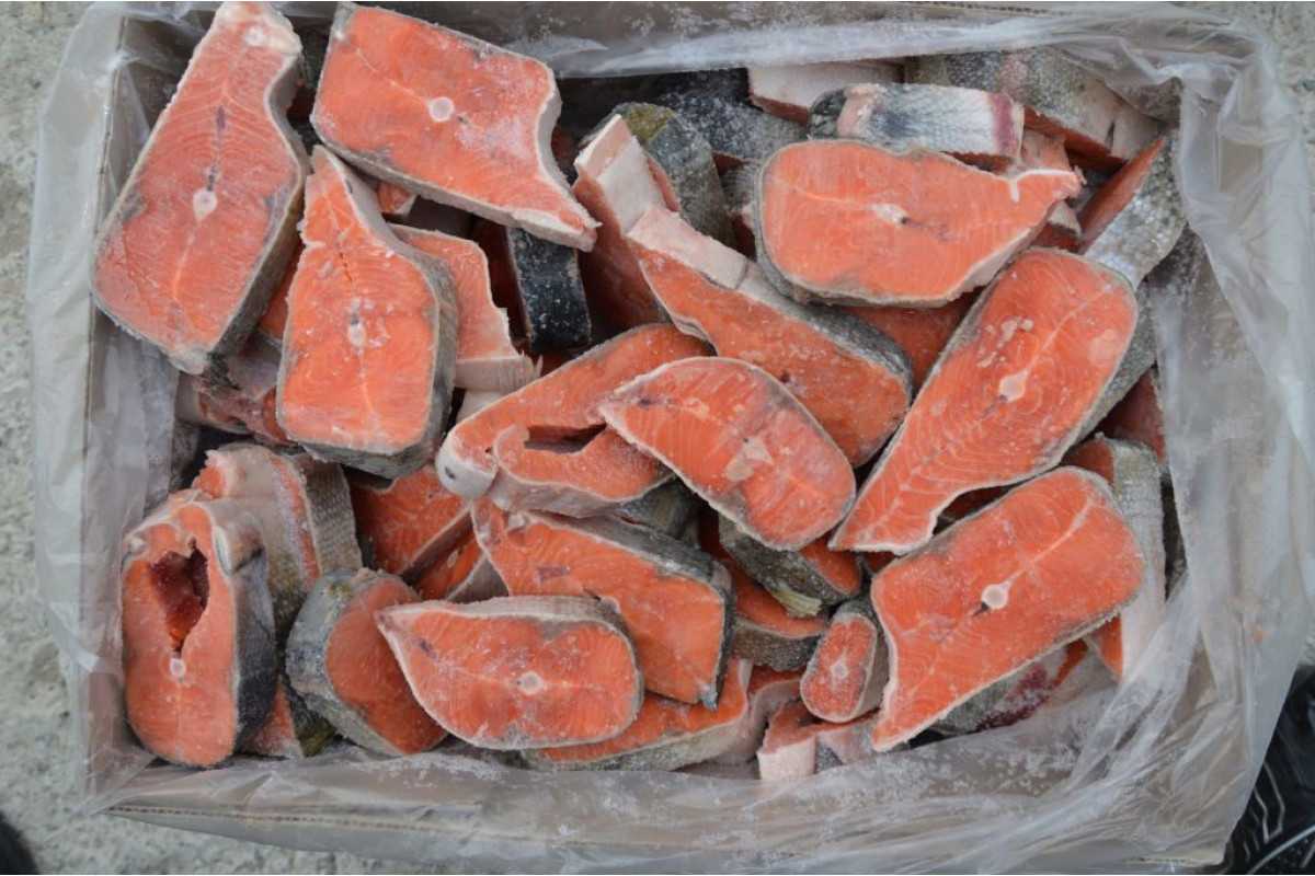 Что за рыба кижуч. как вкусно приготовить кижуч в домашних условиях. пошаговые рецепты приготовления рыбы кижуч на сковороде, в духовке и мультиварке. как засолить кижуч. как приготовить кижуч в домаш