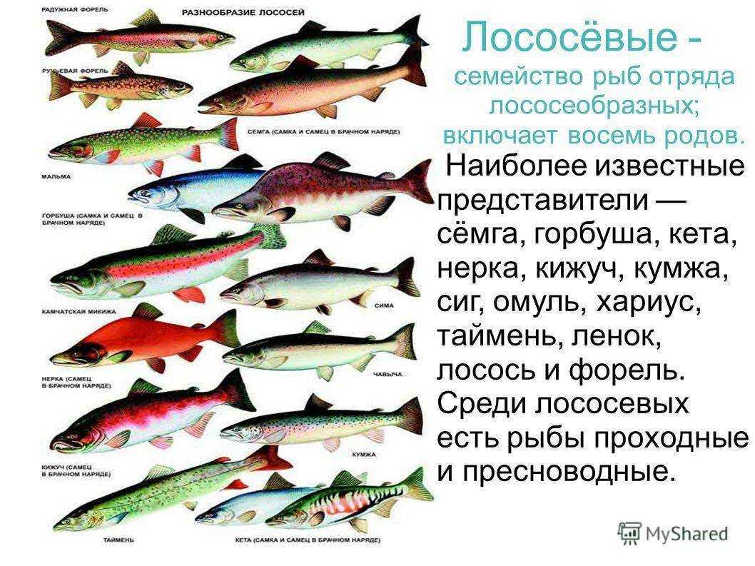 Белая форель что это за рыба как готовить