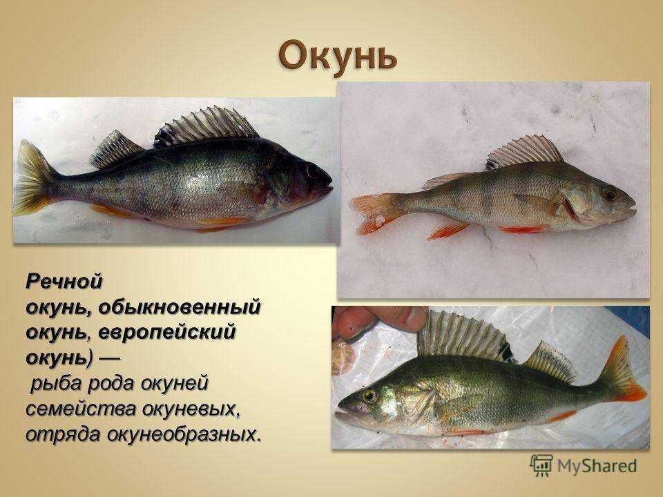 К какому классу относятся рыбы: особенности строения и жизненного цикла