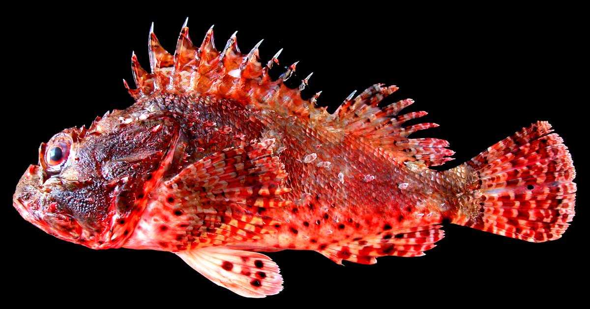 Морской дракон – опасная и ядовитая рыба черного моря. ядовитый морской дракон в черном море. мифы и правда морской скорпион рыба черное море