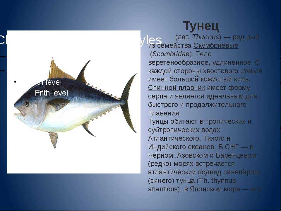 Тунец: полезные и опасные свойства рыбы | food and health