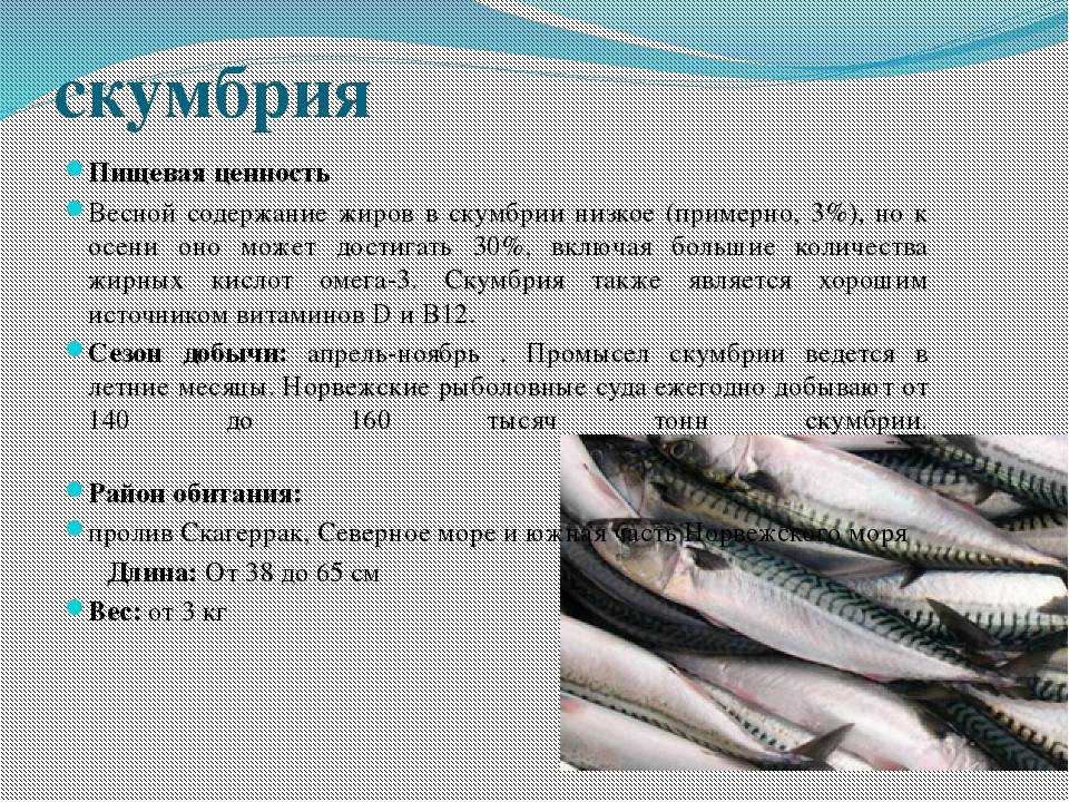 Почему необходимо употреблять в пищу скумбрию, ее польза и вред для организма