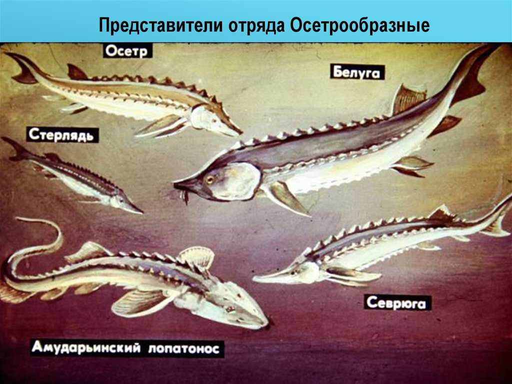 Осетр – описание, виды, фото, чем питается, где обитает