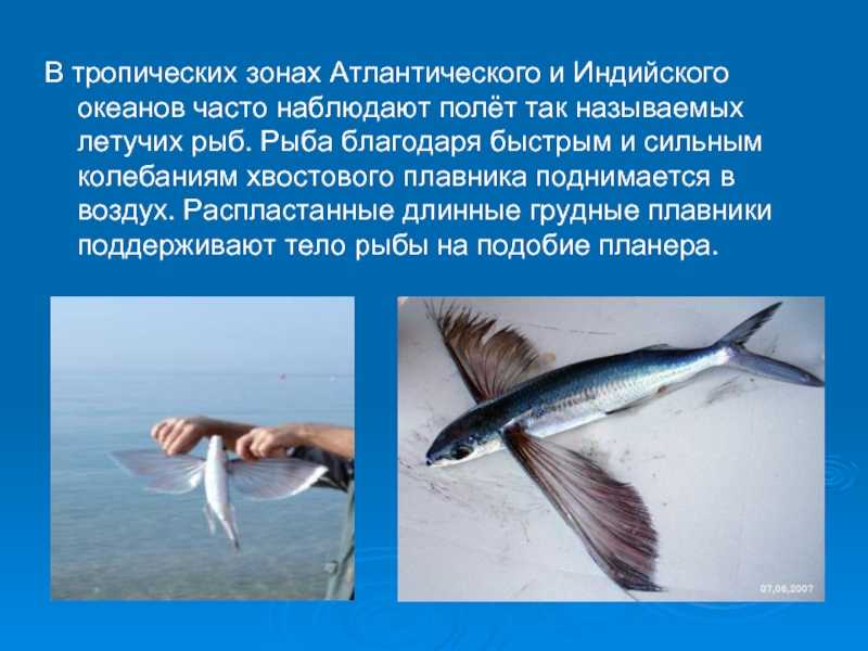 Презентация на тему "рыбы, умеющие летать" по биологии для 6 класса