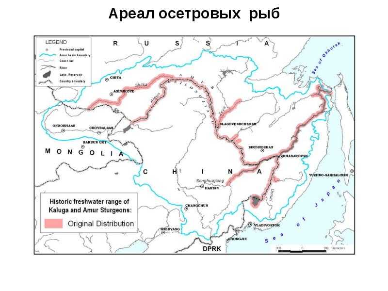 Осетр – описание, виды, фото, чем питается, где обитает