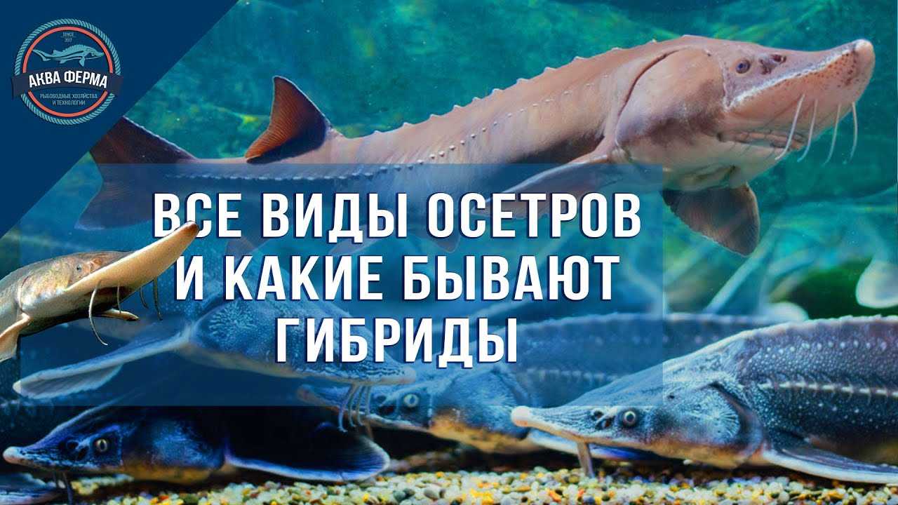 Экспериментальное выращивание бестера