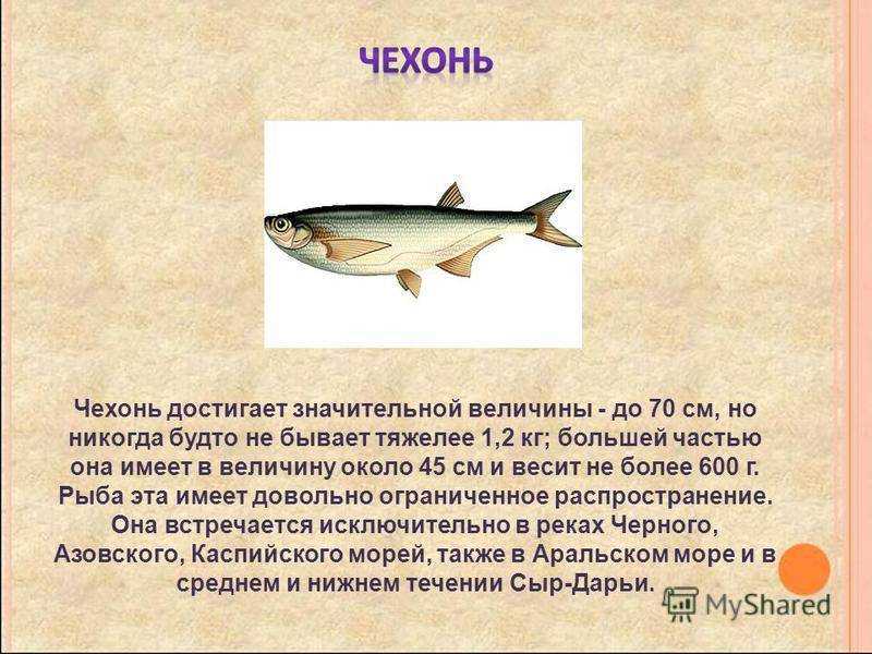 Рыба сопа, её особенности, где водится и как ловить