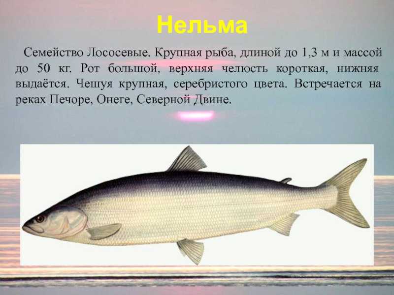 Белорыбица: что за рыба, где водится, как готовить и как рыбачить на нее?
