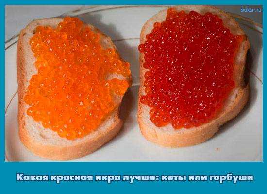 Какая красная икра лососевых рыб самая вкусная, крупная и полезная: кеты, горбуши, семги, нерки, кижуча, форели. чем полезна лососевая икра, и как правильно ее выбрать? | qulady