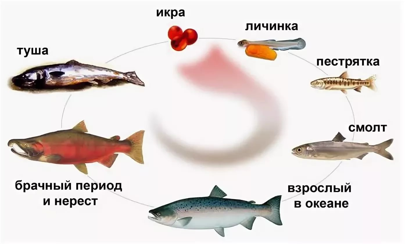Рыба простипома: где водится, жизненный цикл, рецепты, полезные свойства