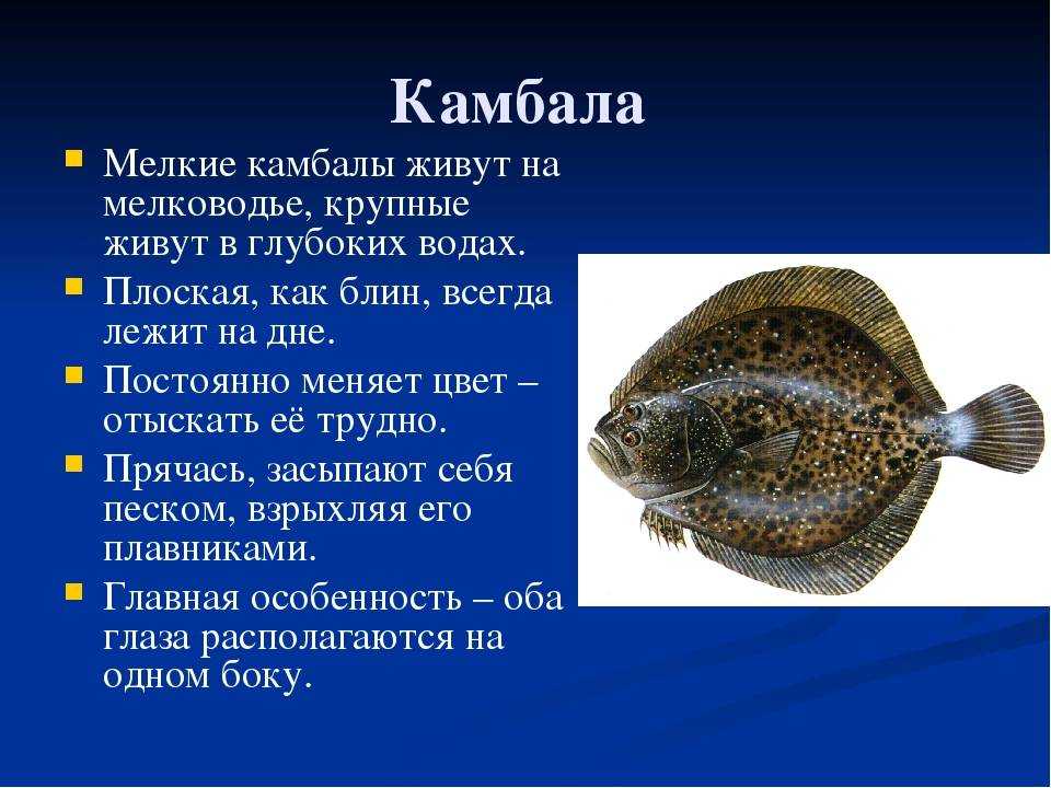 Рыба 🐟 ёрш. как выглядит ерш обыкновенный 👍, чем отличается морской от речного ерша, фото и видео