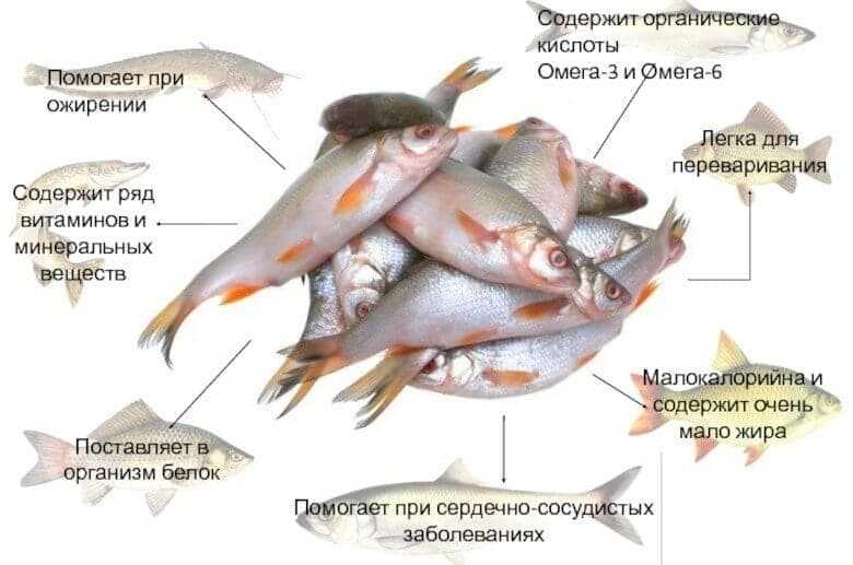 Топ 8 вредных для сердца продуктов: какая еда убивает наше здоровье и что нельзя есть ни в коем случае, советы кардиологов
