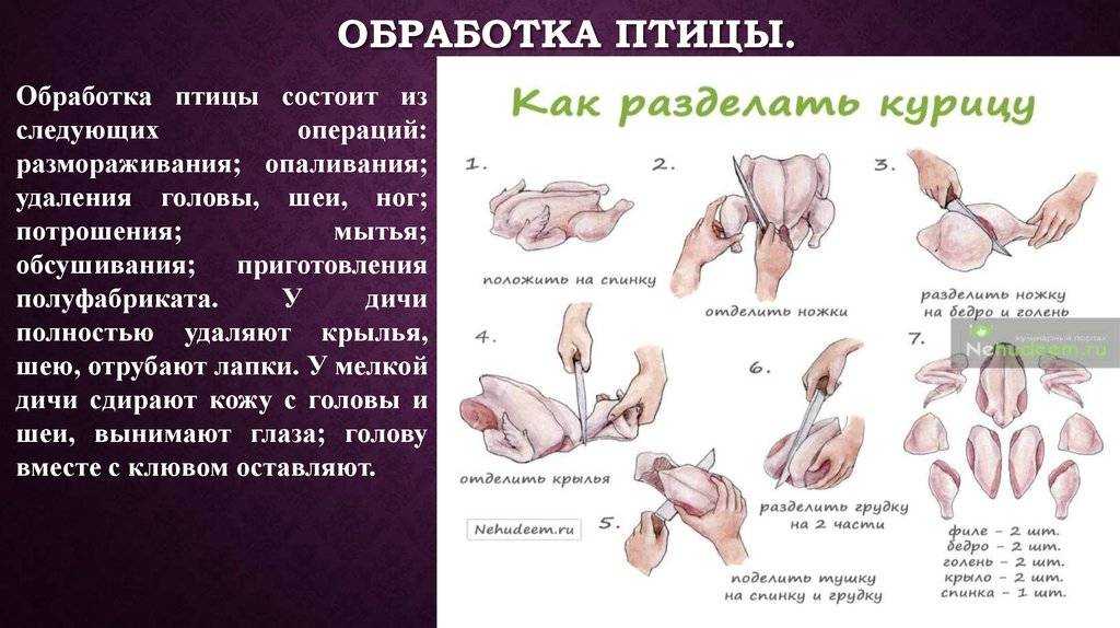 Кролик тушенный в сметане: рецепты приготовления