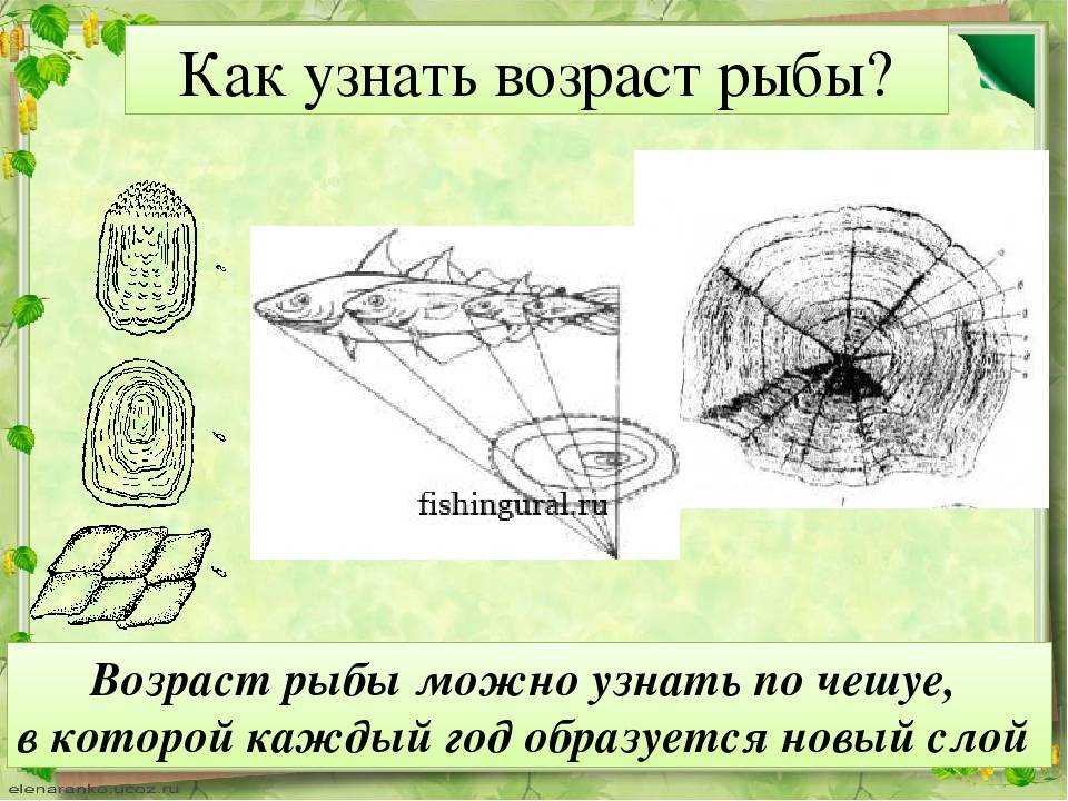 Возраст и размер рыбы