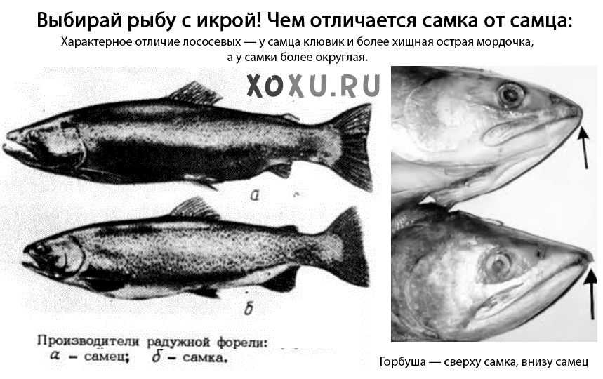 Как выбрать самку горбуши с икрой
