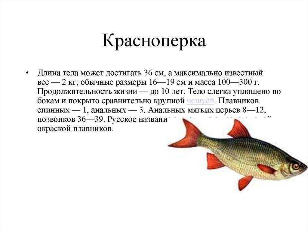 Плотва рыба: как выглядит, чем питается и где водится, когда нерест обыкновенной плотвы