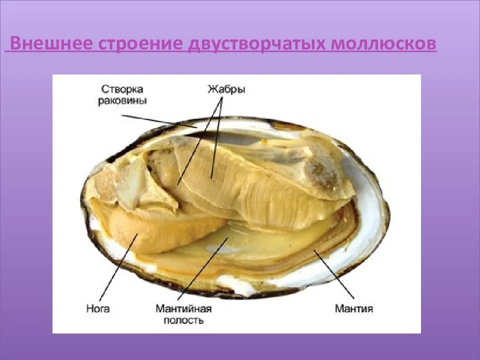 Польза мидий — 8 фактов об их воздействии на организм человека, а также вред и противопоказания