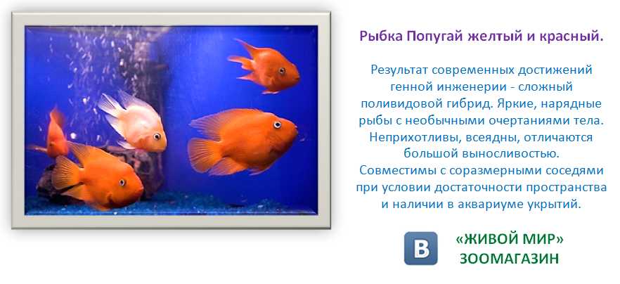 Рыба попугай. описание, особенности, виды и уход за рыбой попугай | живность.ру