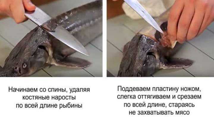 Стерлядь: как чистить, разделывать и потрошить свежую или замороженную