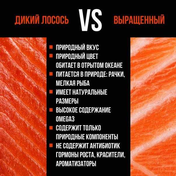 Лосось🐟 польза и вред, 14 полезных свойств икры для здоровья