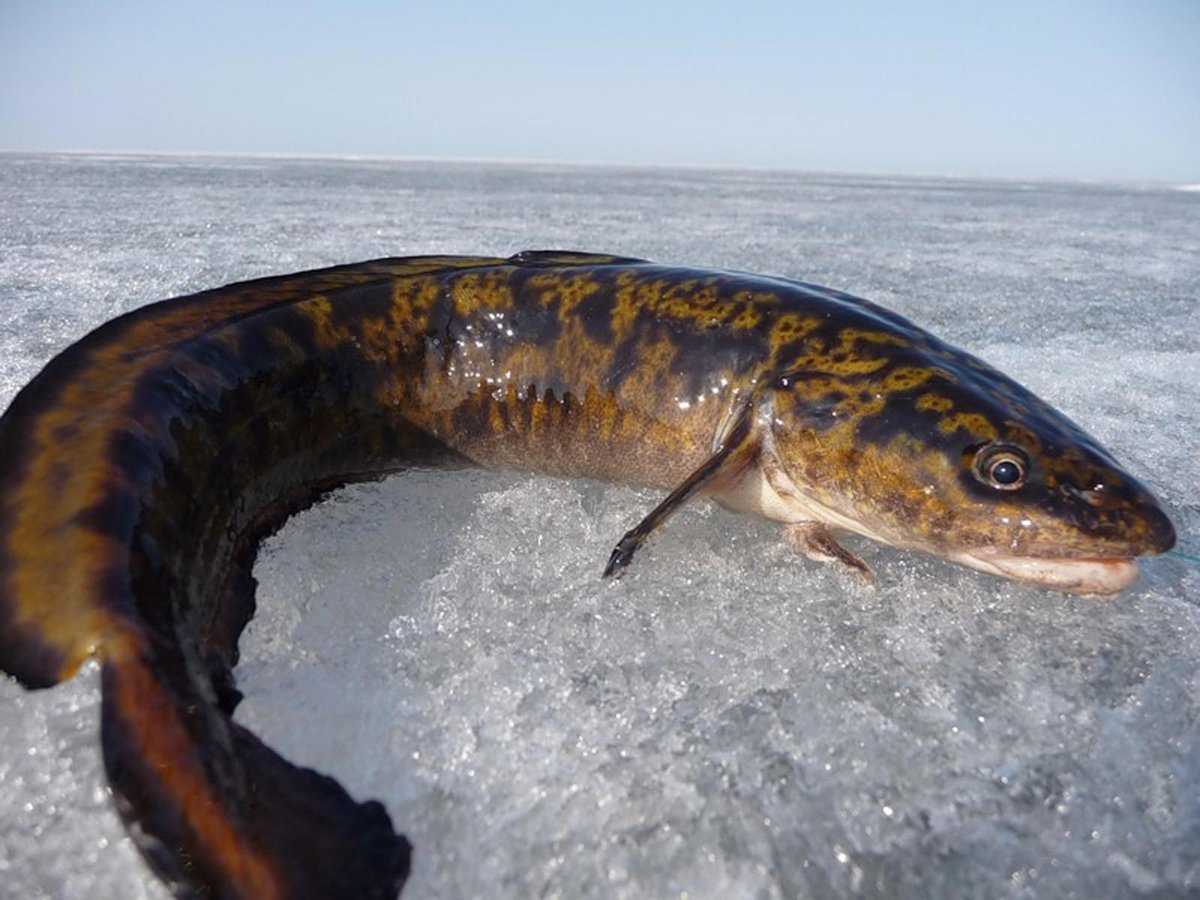 Налим морской средиземноморский фото и описание – каталог рыб, смотреть онлайн