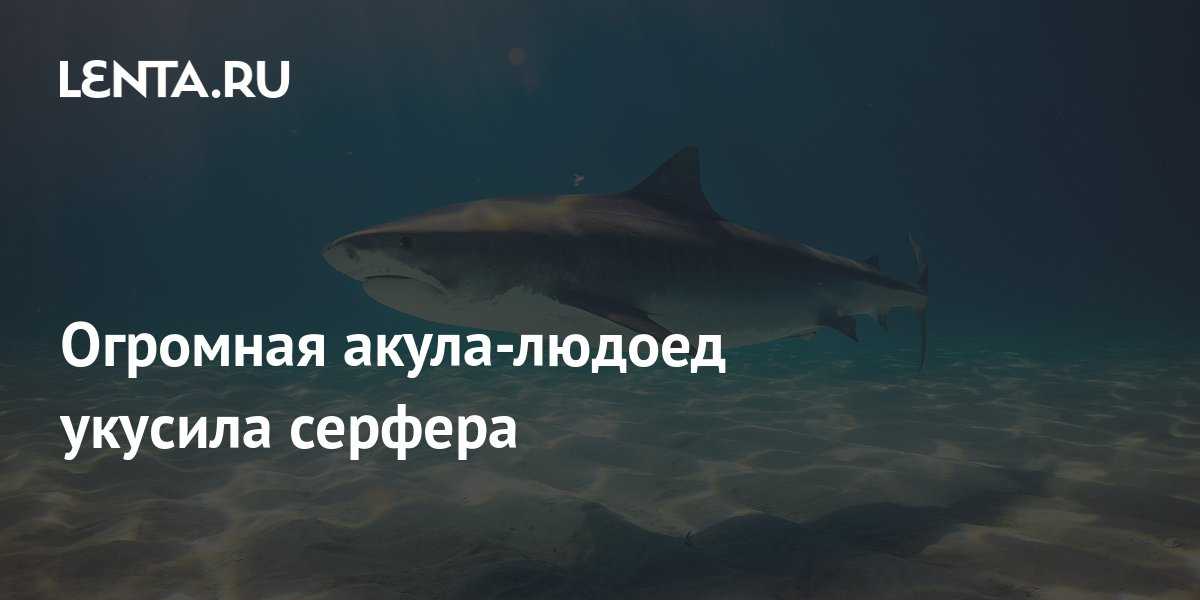 12 самых опасных подводных гадов египта, встречи с которыми лучше избегать