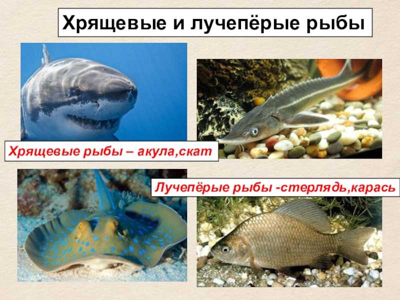 Лососевые виды рыб: описание и хозяйственное значение