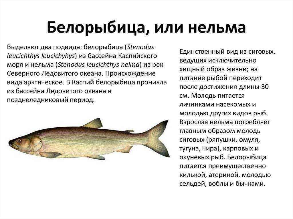 Северная рыба муксун: места обитания, особенности развития, рецепты приготовления