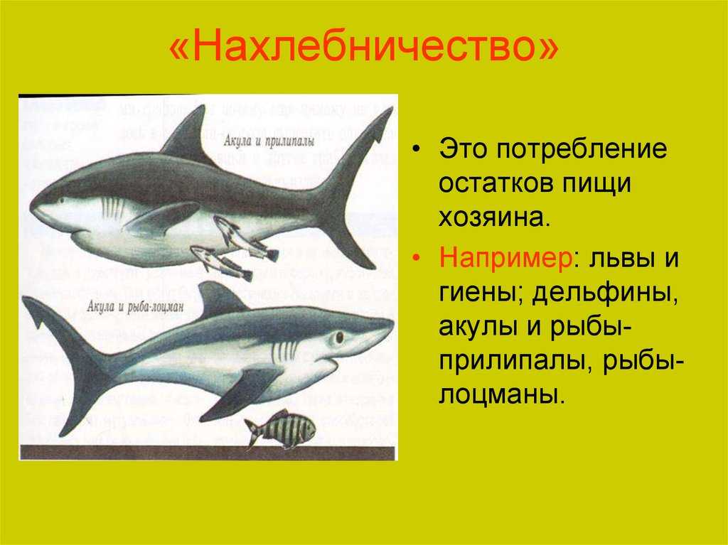 Парусник рыба. образ жизни и среда обитания рыбы парусник | животный мир
