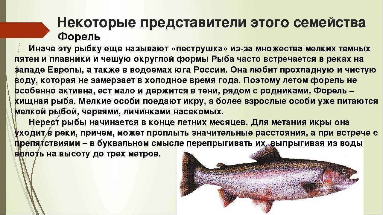 Лососи (рыбы-путешественники) [1966 мовчан в.а. - жизнь рыб и их разведение]