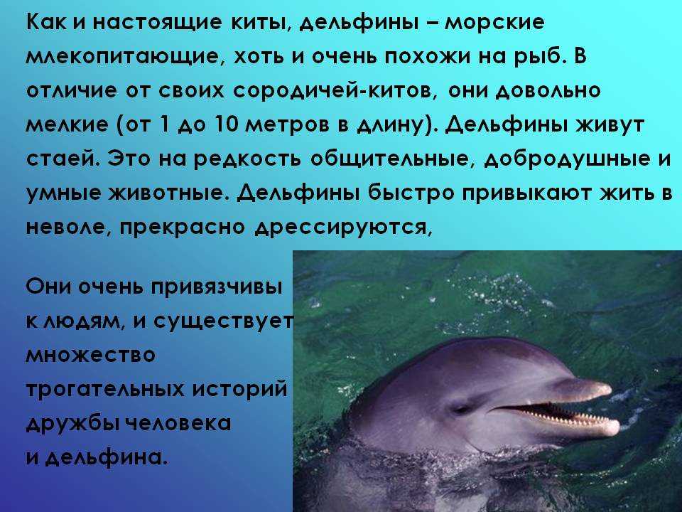 Сколько живут касатки? чем питается животное, его фото. внешний вид, длина тела и места обитания касатки