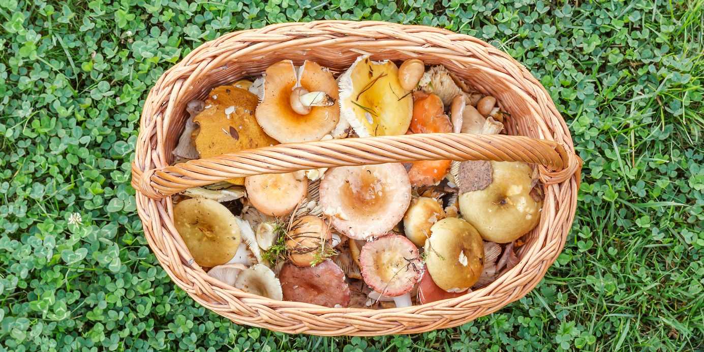 Сыроежки: простые и вкусные рецепты приготовления